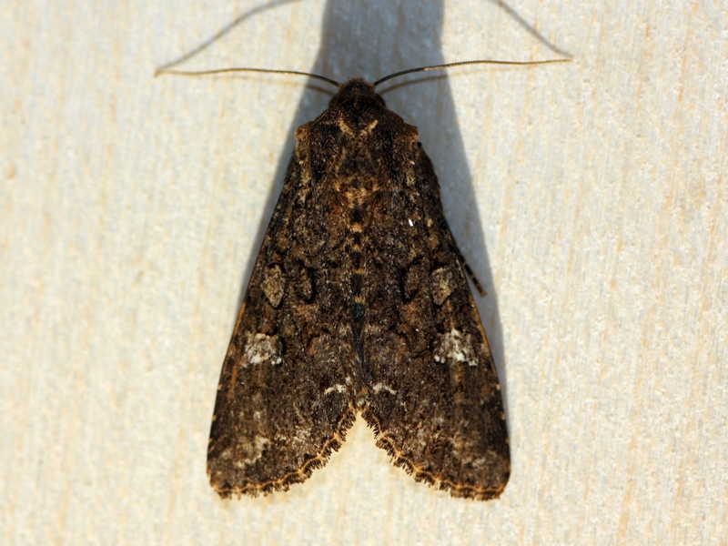 Mamestra brassicae